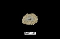 藏品(網目松螺)的圖片